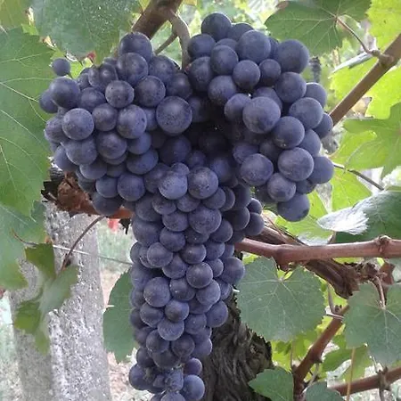 Cascina Tollu San Giacomo (Piedmont)