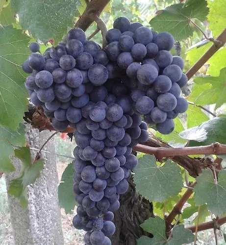Cascina Tollu San Giacomo (Piedmont)